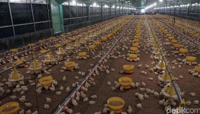 [Ayam Ternak, Harga Timpang: Kenapa Perbedaannya Begitu Besar?]