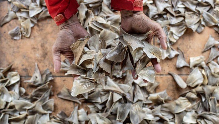 KKP Musnahkan 796 Kg Kulit Hiu & Pari Kering Ilegal Milik Perusahaan Asing - Update 1